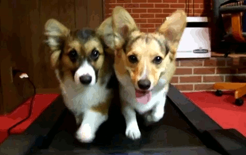 funny dogs walking in treadmill