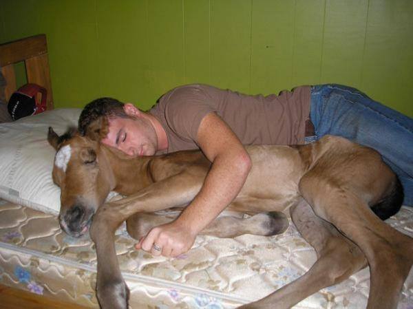 funny drunk man lying with horse