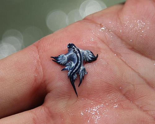 funny animal sea slug
