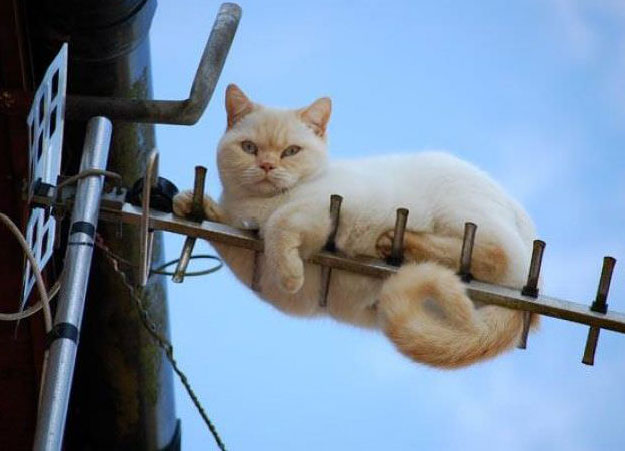 funny cat stuck on antenna