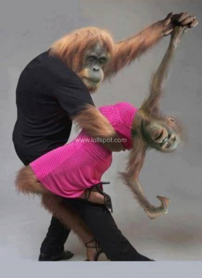 funny monkeys dancing