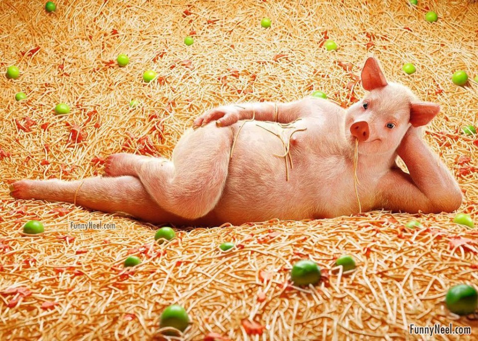 funny ads animal pig by cristian girotto