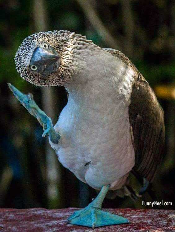funny bird booby sula nebouxii by pascal conicella