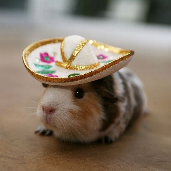 funny mouse with hat
