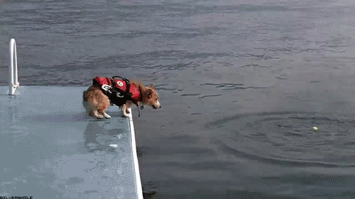 funny dog swimming gif