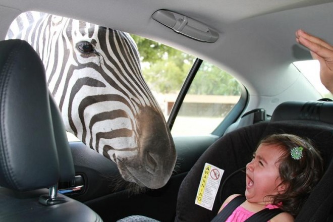 zebra scare funny kid