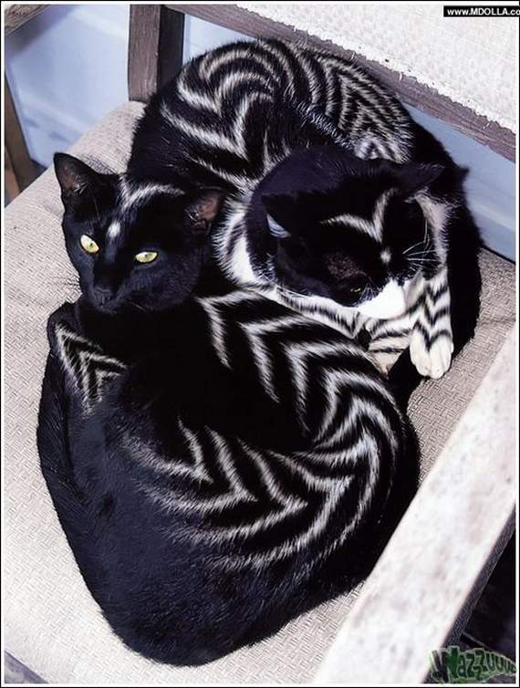 funny painted cats