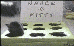 whack cat funny gif