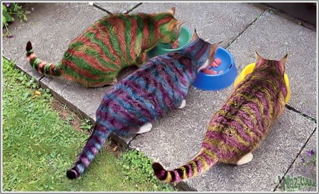 funny painted cats