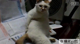 itchy cat funny gif