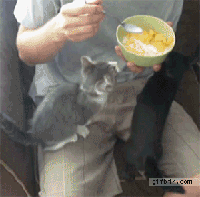 hungry cat funny gif