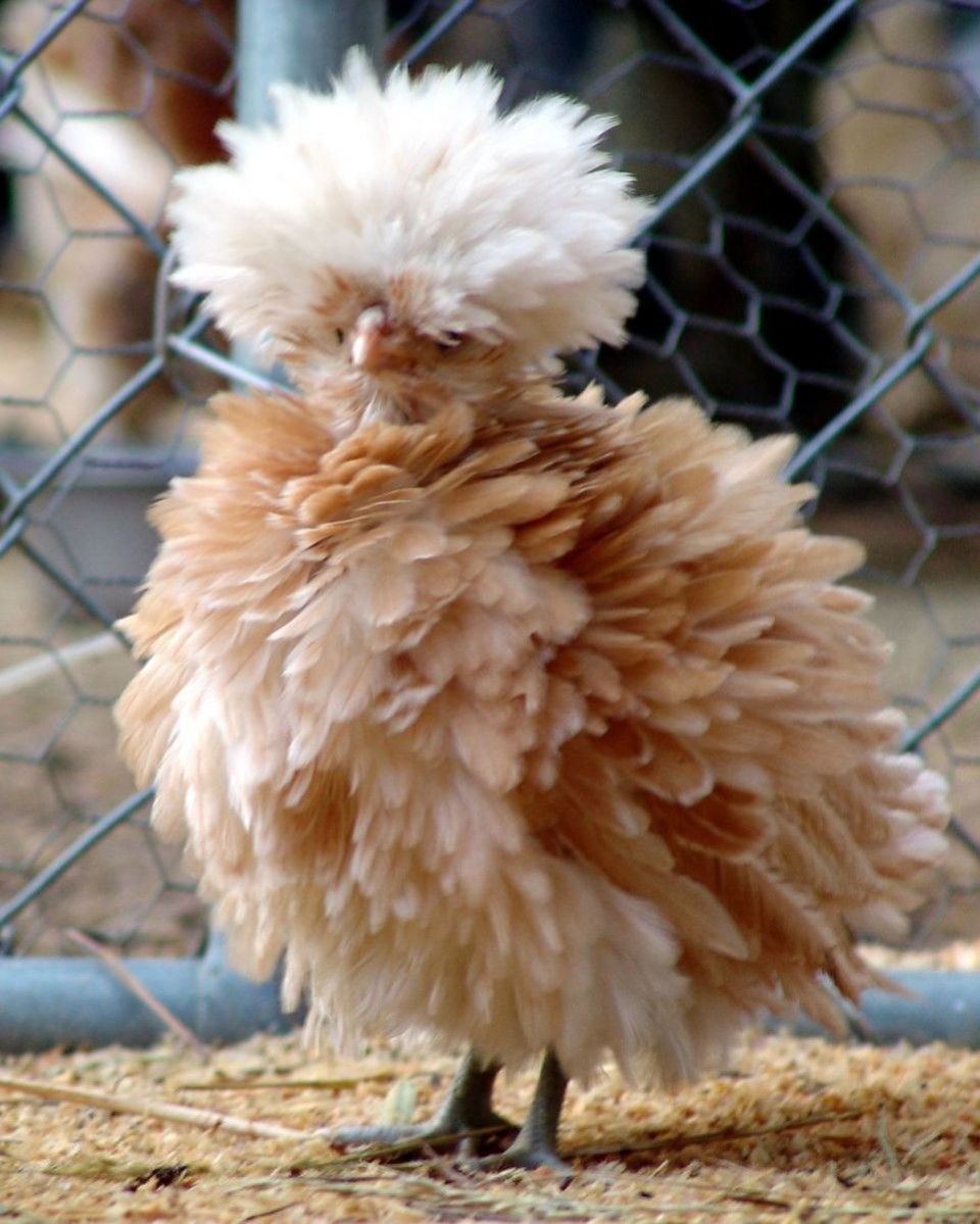 funny animal hairstyles polish buff laced chicken