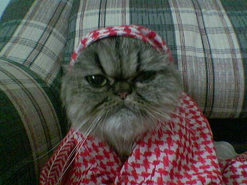 funny arabic cat