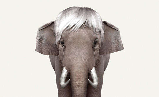 elephant art funny ads
