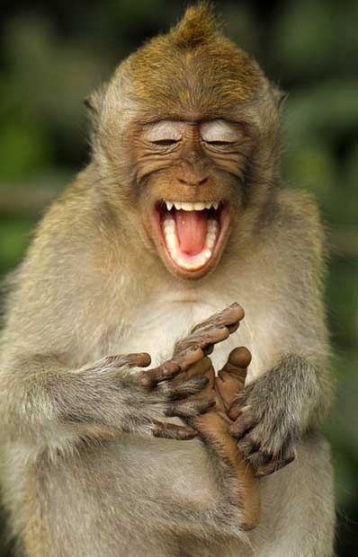 a macaque monkey laughing as it tickles its own feet