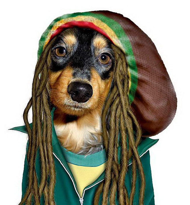funny dog costume bob marley