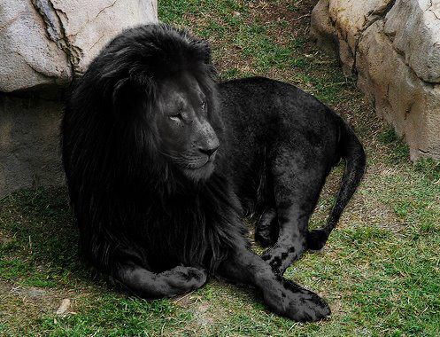 amazing picture black lion