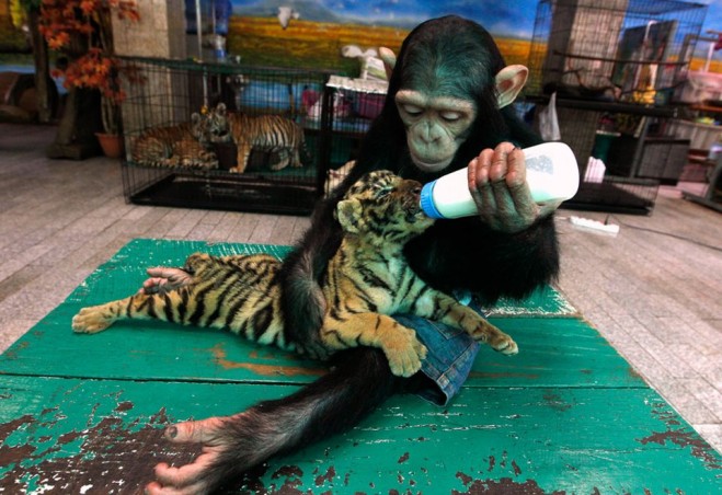 caring monkey