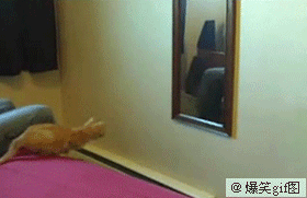 cat looks on mirror and fighting