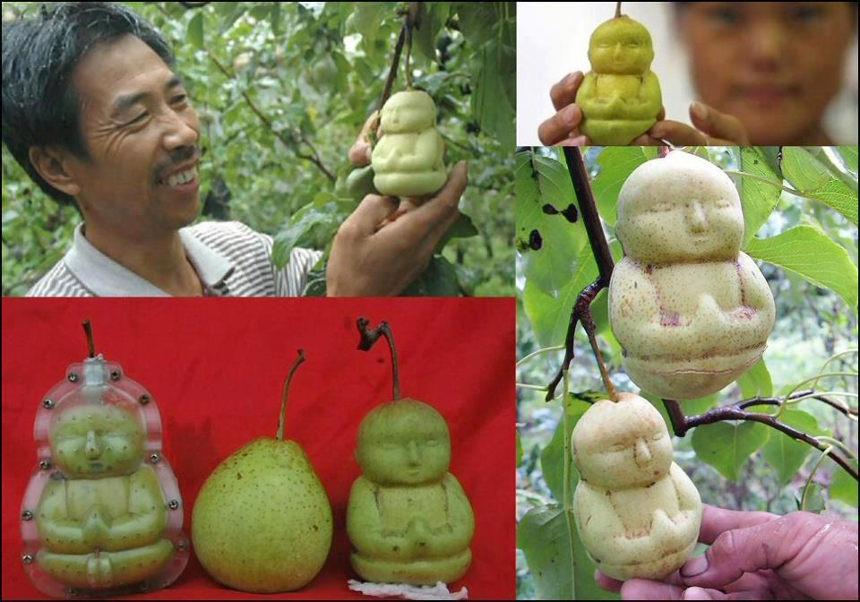 diy pear shaped as buddha