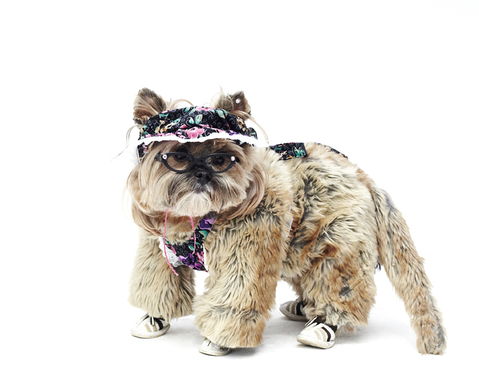 dog fashion show 2012 10