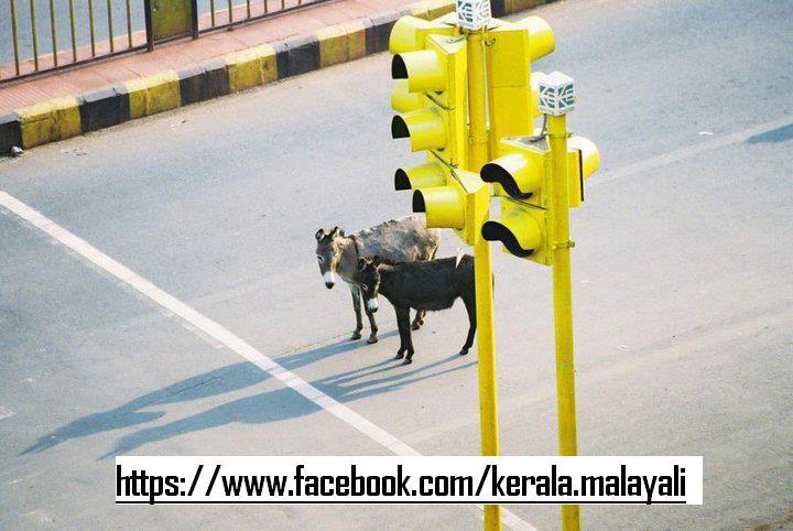 donkey waiting in the signal