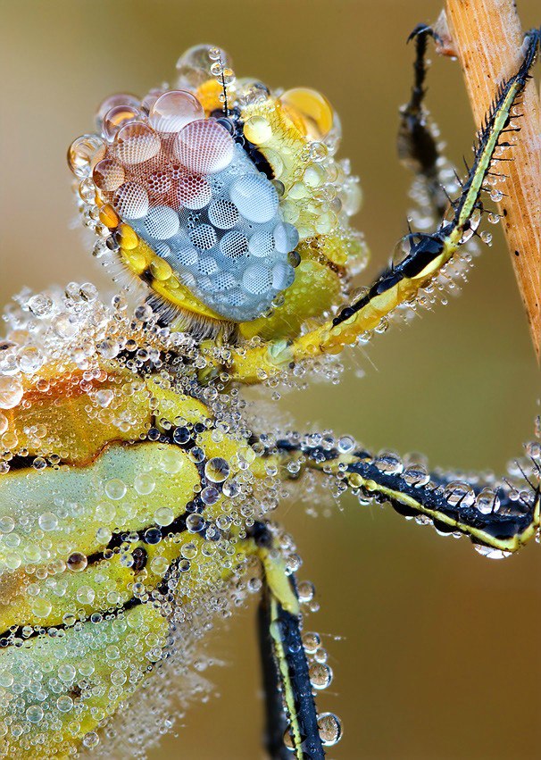 dragonfly covered in dewdrops