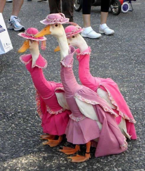 ducks fashion show 1