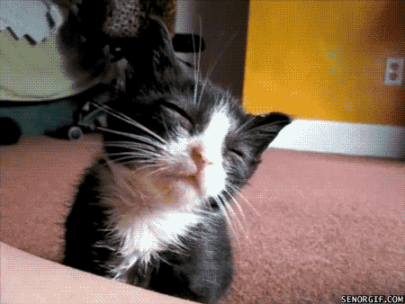 funny cat picture kitten 