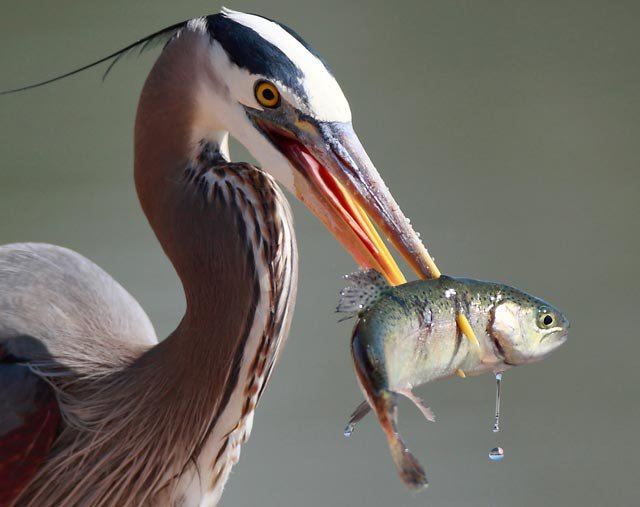 great blue heron with fish