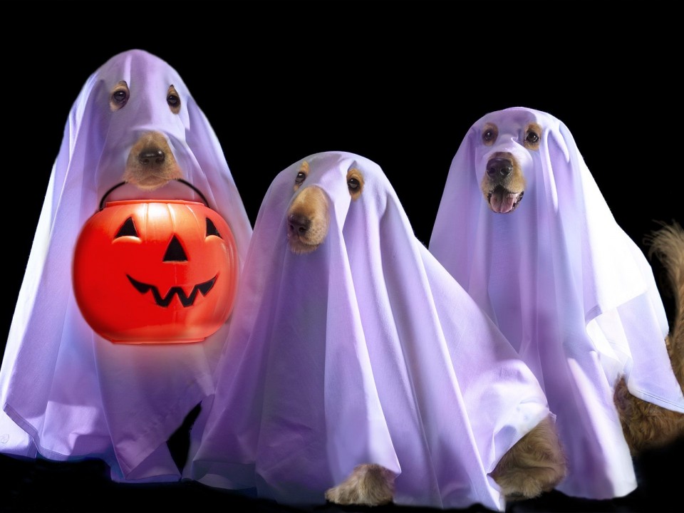 halloween hounds
