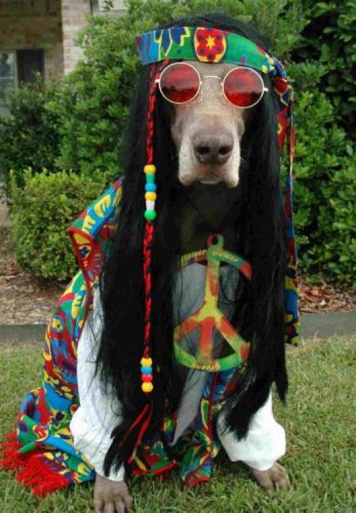 hippie dog love and peace
