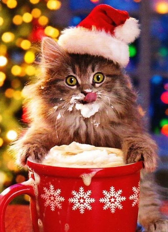 kitty in hot chocolate