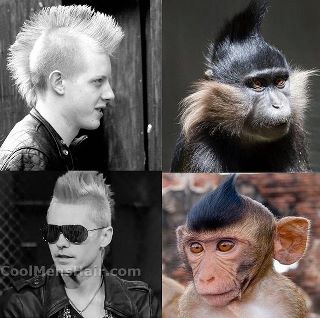 monkey hair style