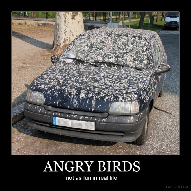 real angry birds