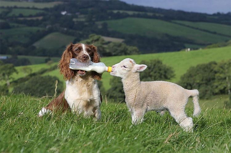 spaniel plays mum for lambs