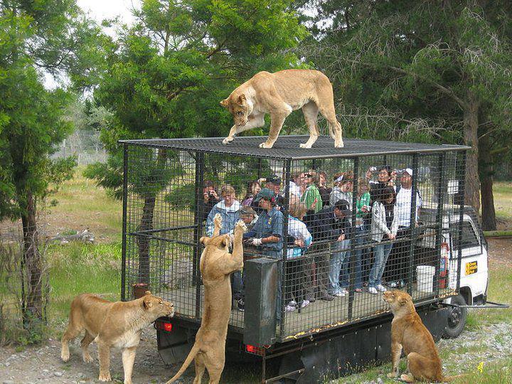 tiger cage