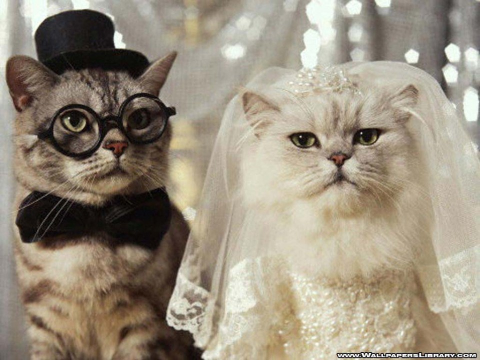 wedding dog and cat