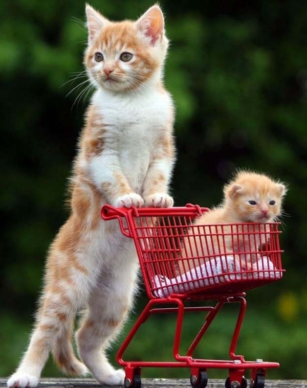 shopping basket funny cats