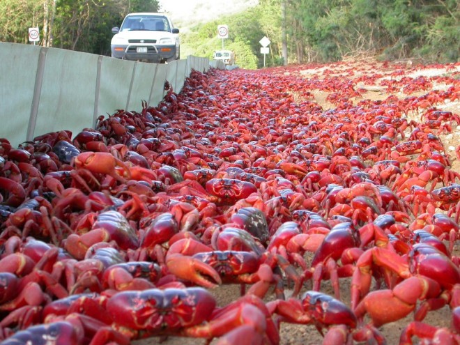 give way for crabs