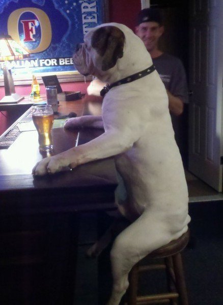 dog in a bar