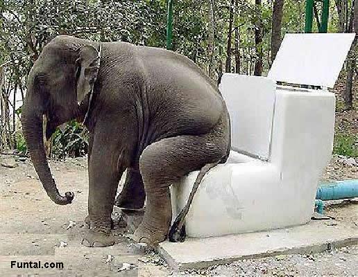 elephant toilet