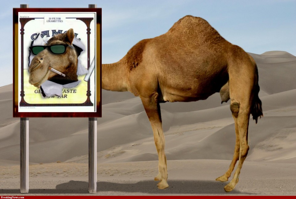Funny camel.