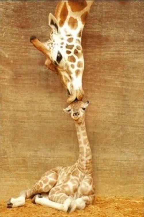 giraffe love