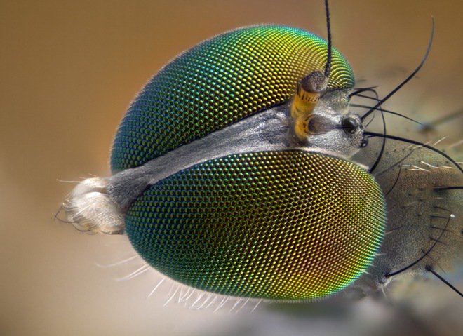 insect head macro photography