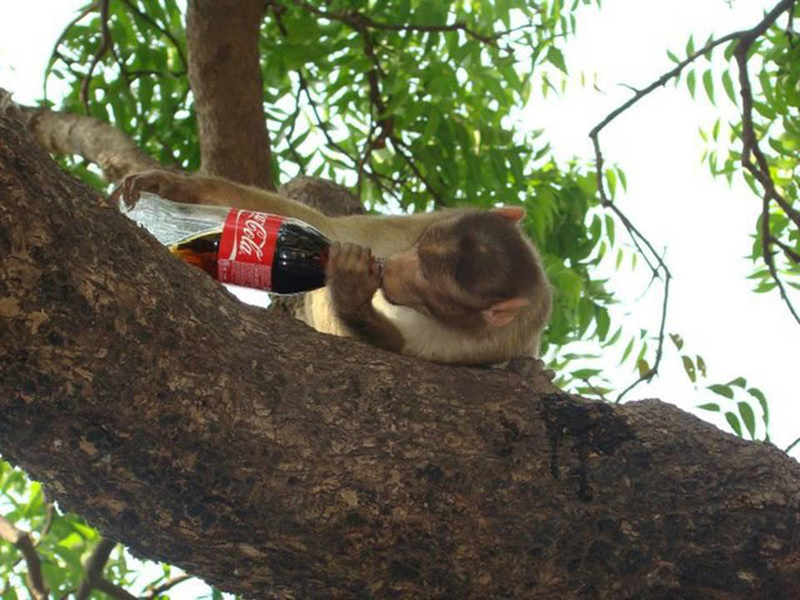 monkey likes coca cola