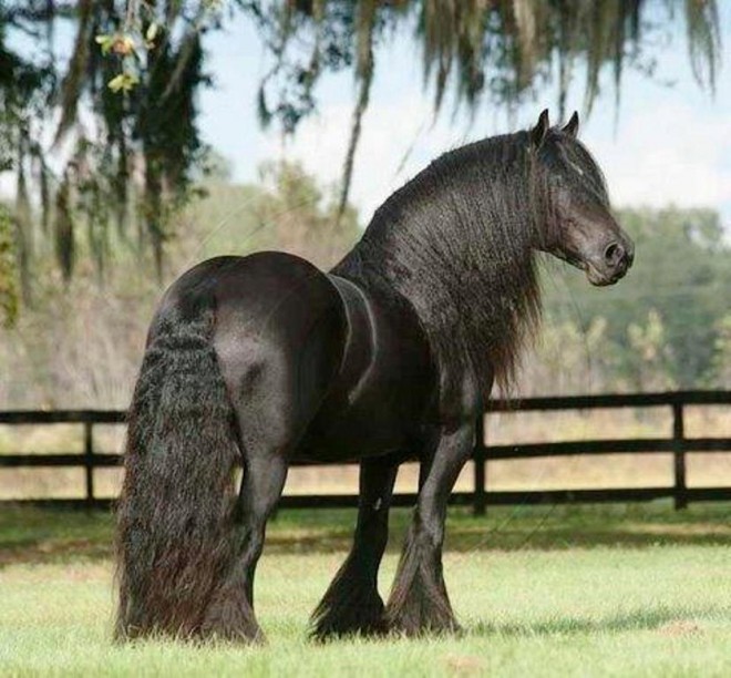 superb black horse