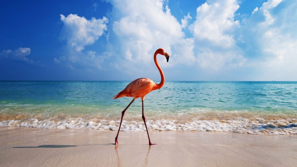 beach flamingo photography