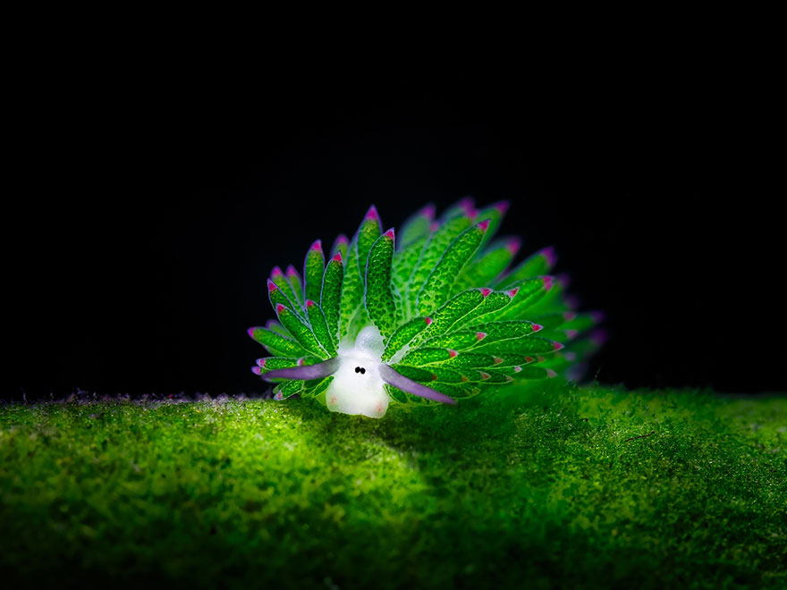 earth slugs photography