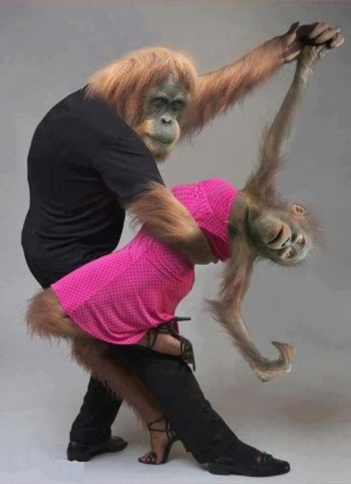 funny dancing monkeys picture
